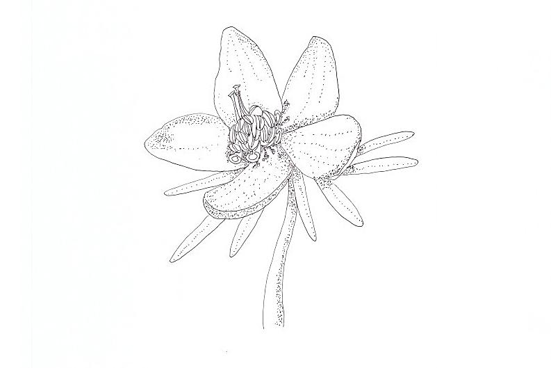 변산바람꽃3.jpg
