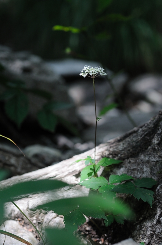 DSC_3582.JPG