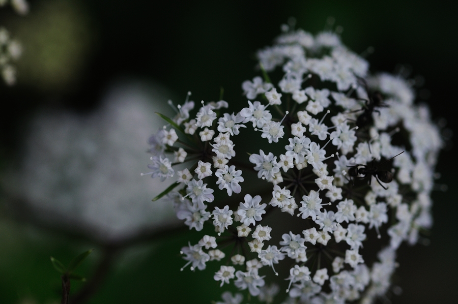 DSC_3448.JPG