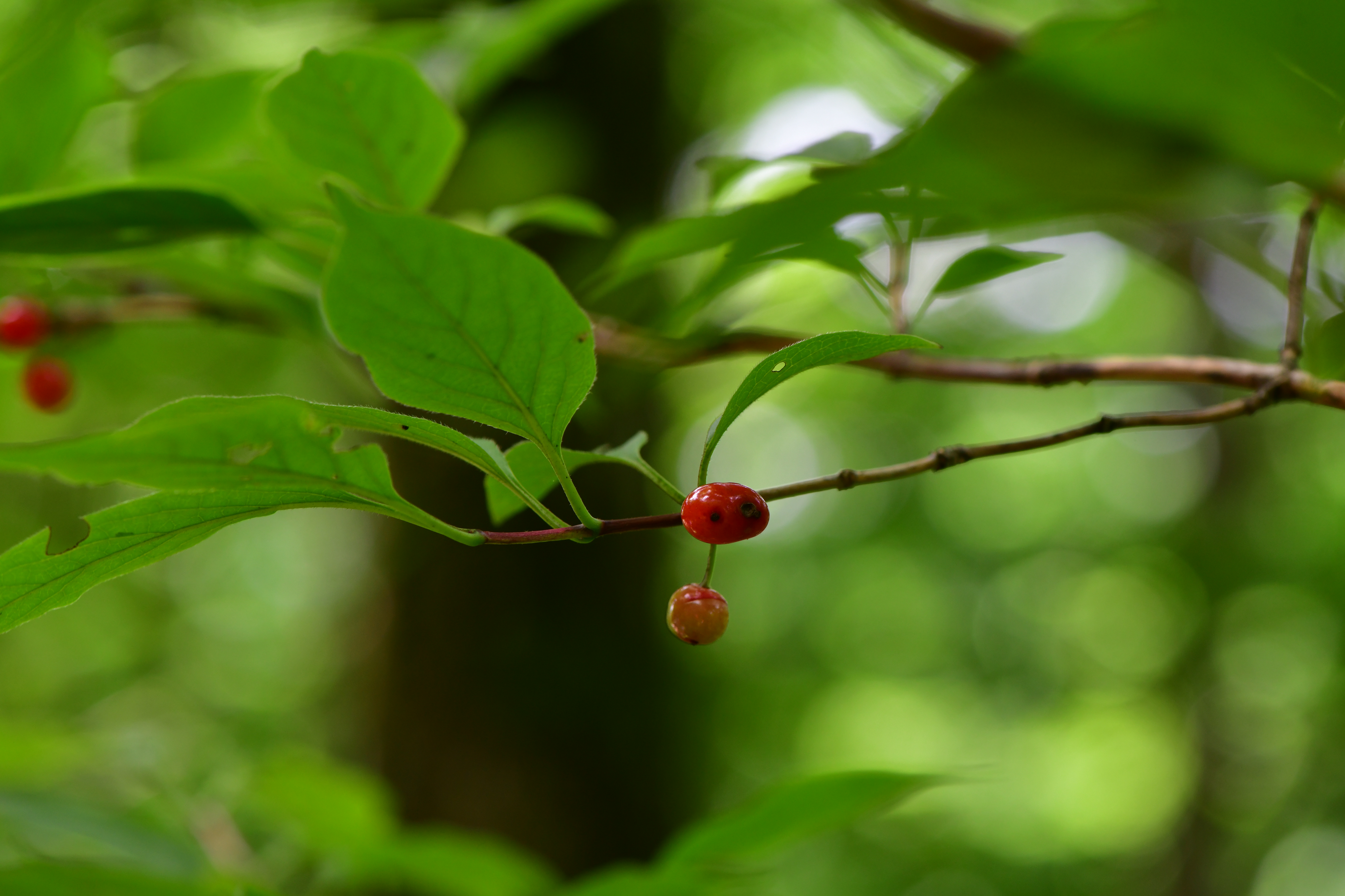 DSC_1178.JPG