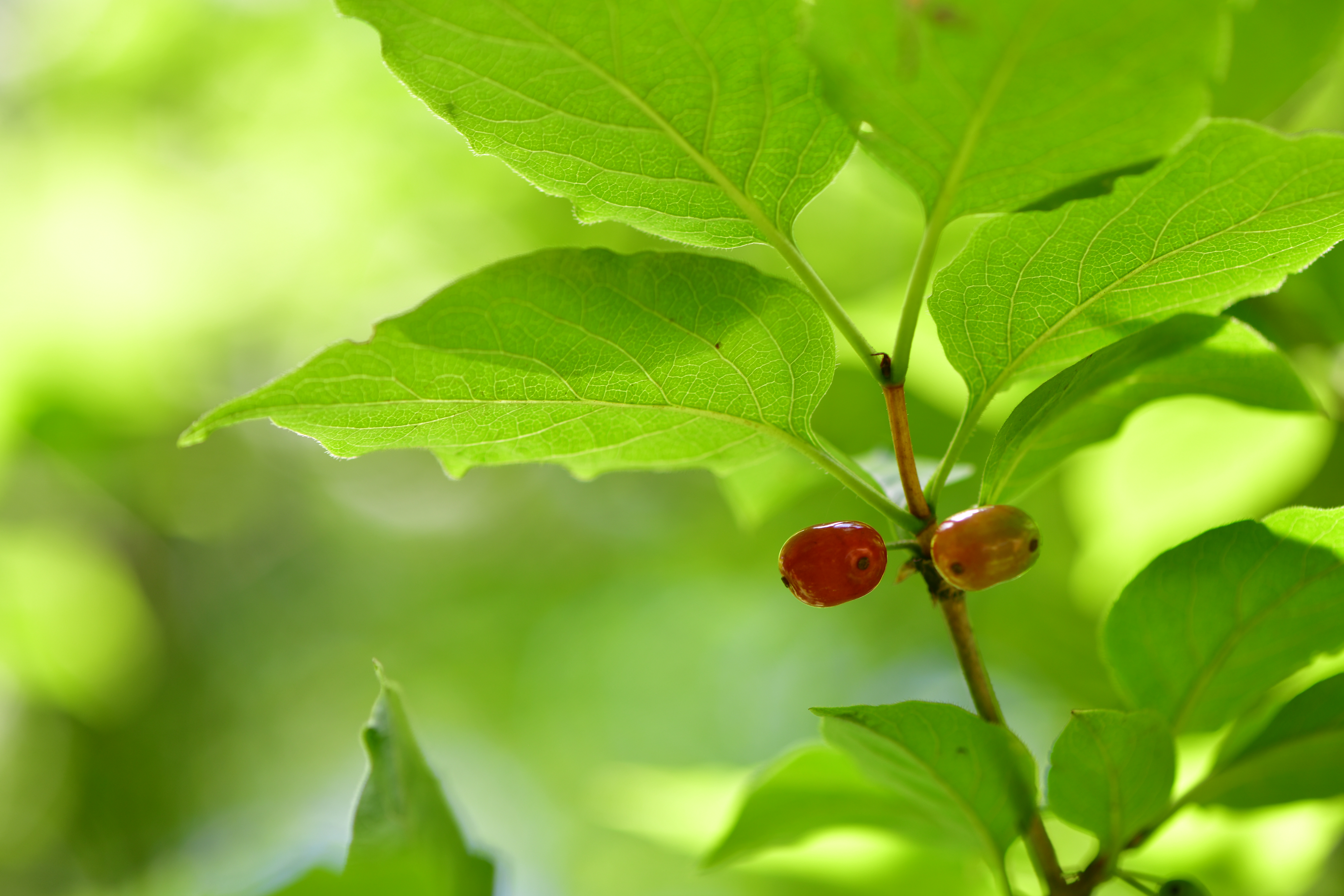 DSC_1205.JPG