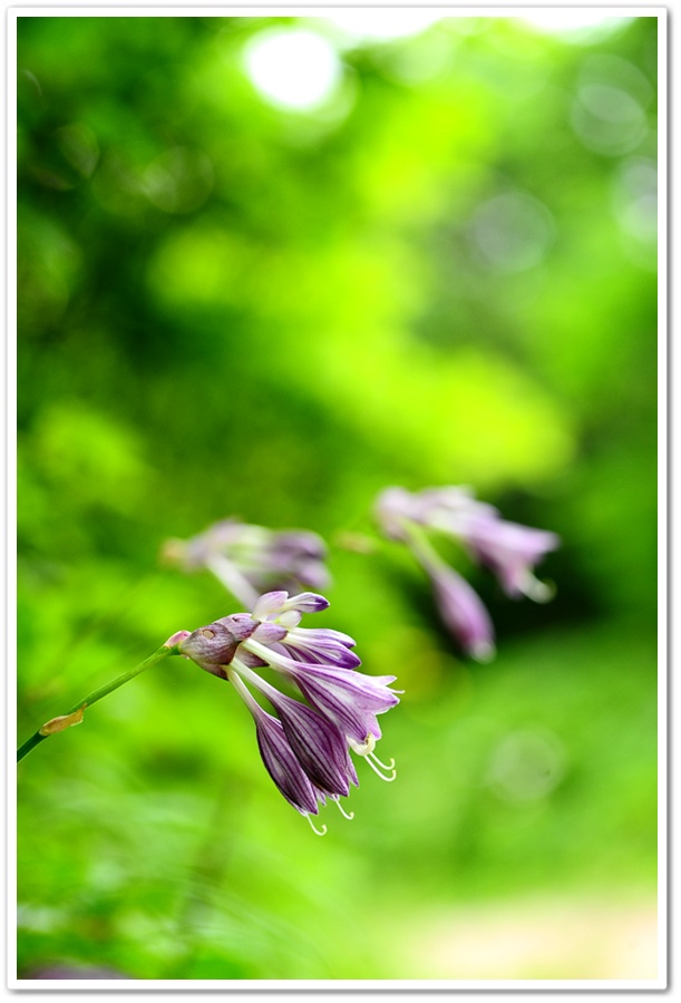 DSC_6604-1.jpg