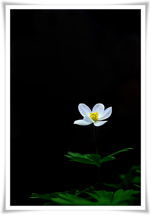 DSC_6541-2.jpg