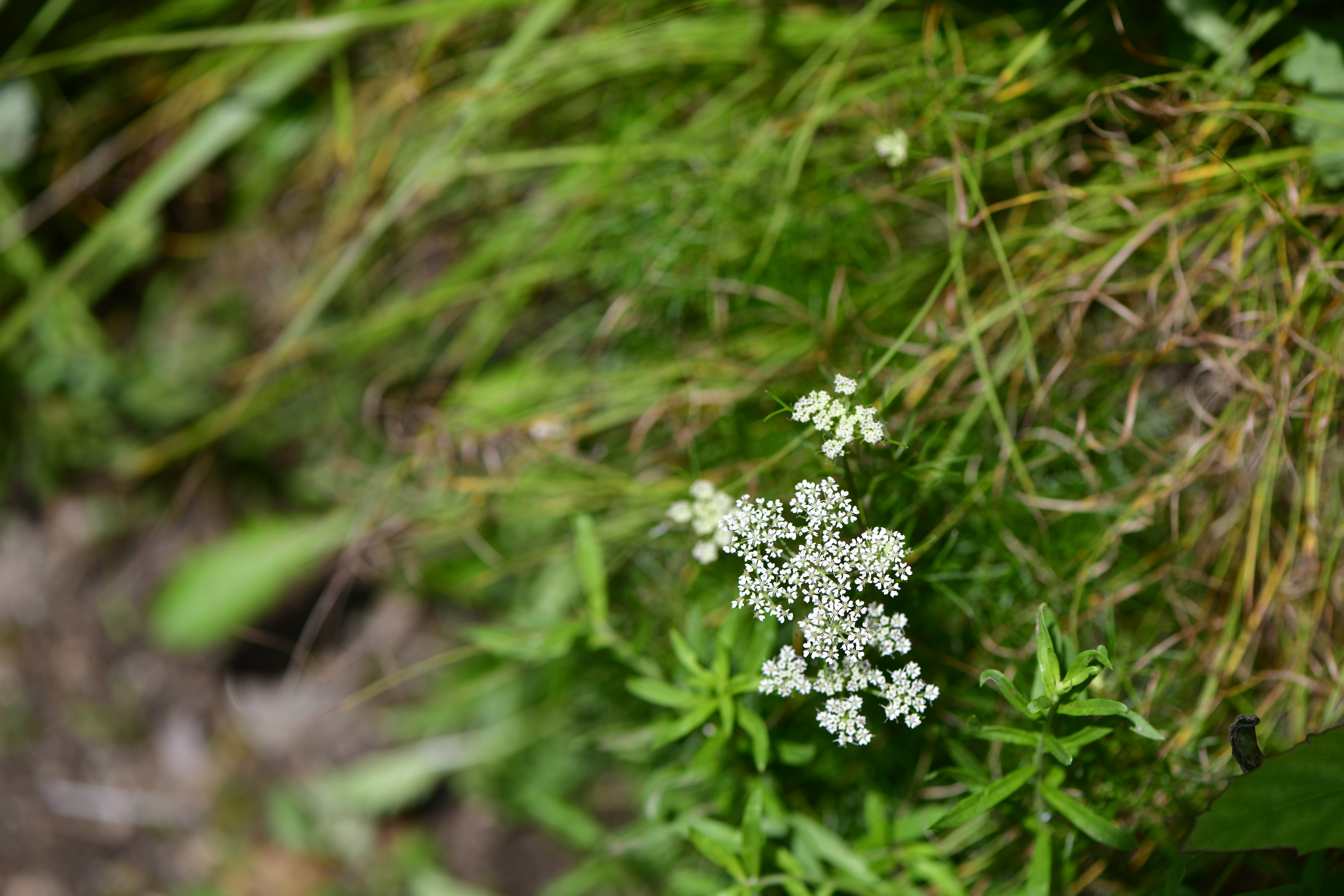 _DSC5400.JPG