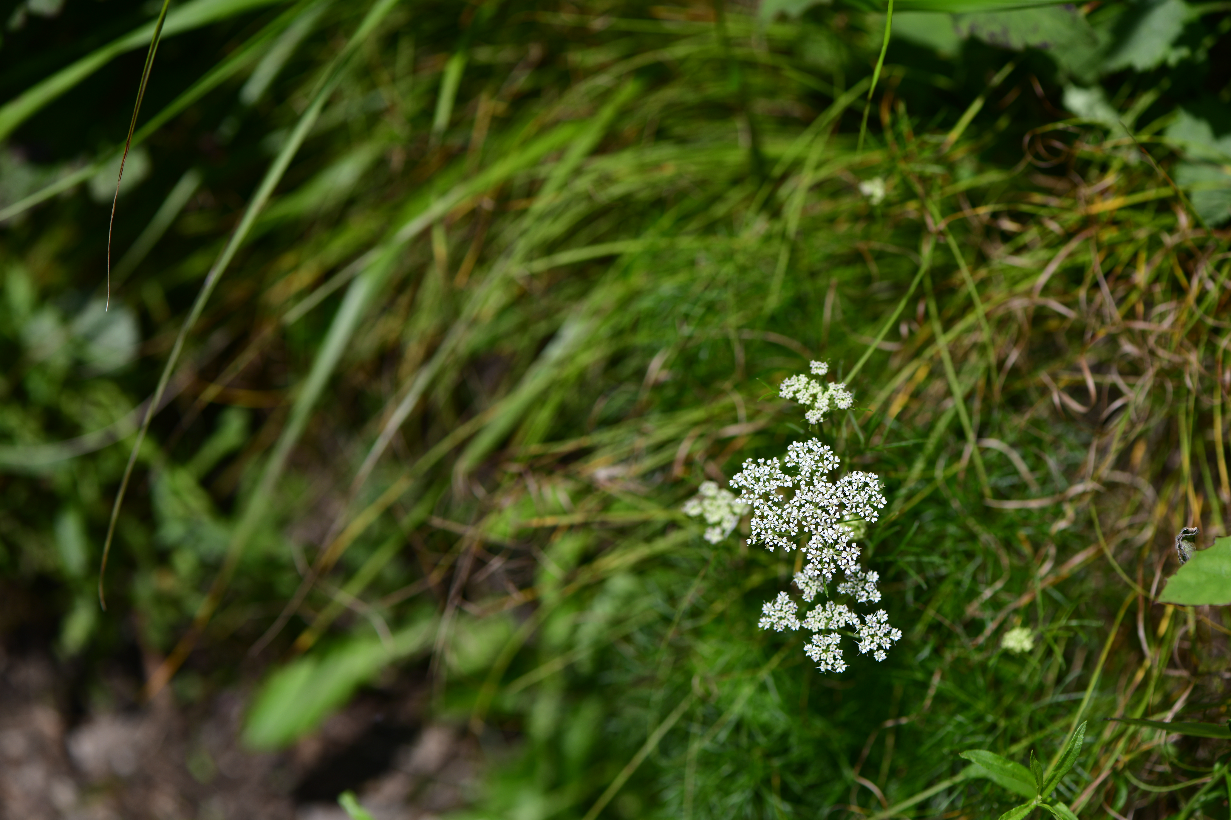_DSC5407.JPG