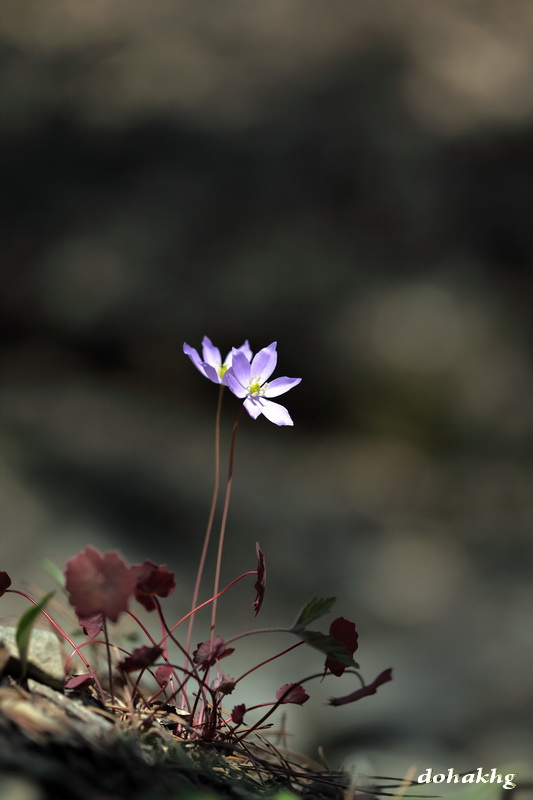 DPP_00030.jpg