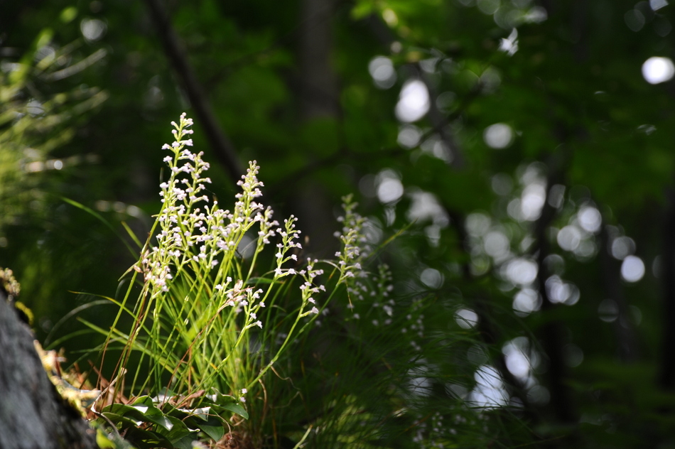 DSC_0333-001.JPG