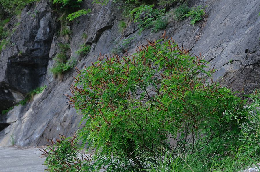 DSC_6595.jpg