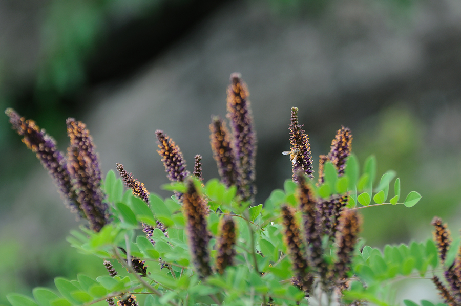 DSC_6582.jpg
