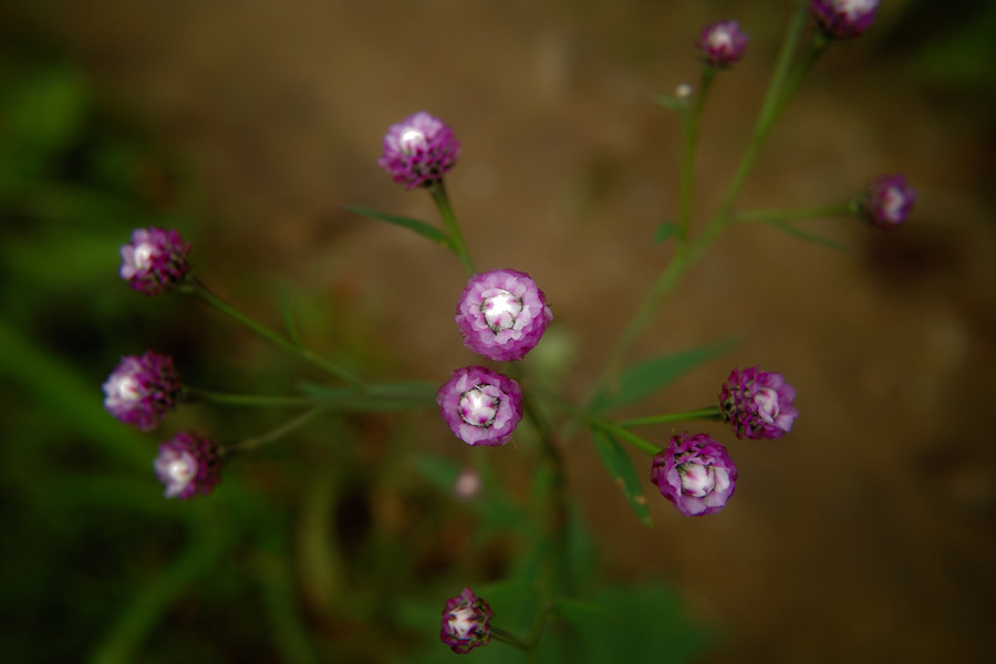 SDIM0110.jpg