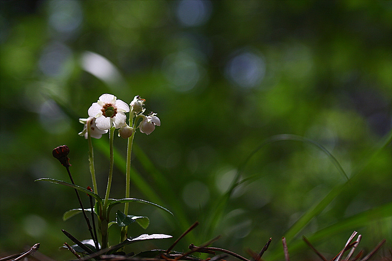 20090621안면도 506.jpg