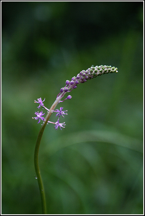 C_4-무릇3266.jpg