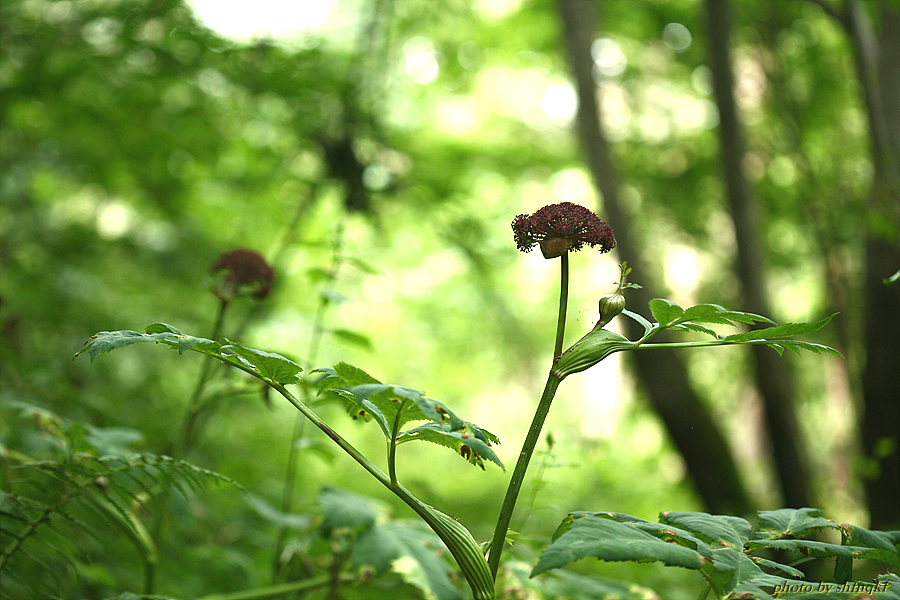 참당귀[석병산]0814 (2).jpg