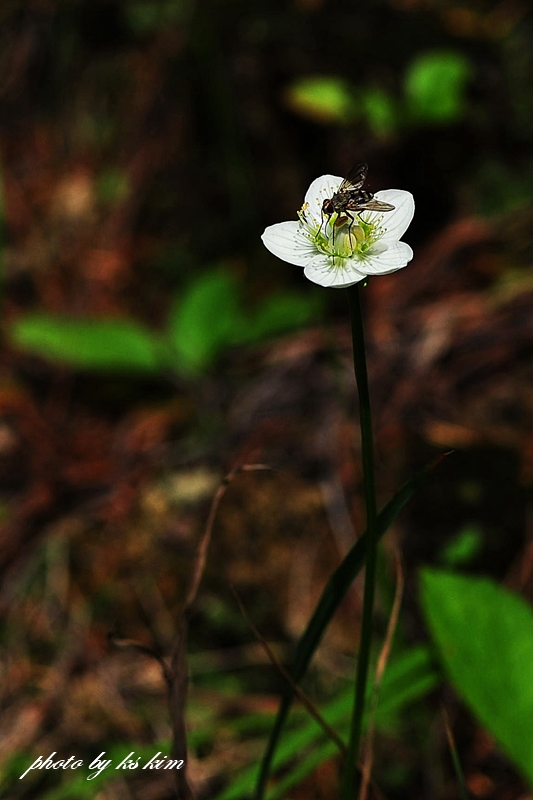 DSC_9971-1.jpg