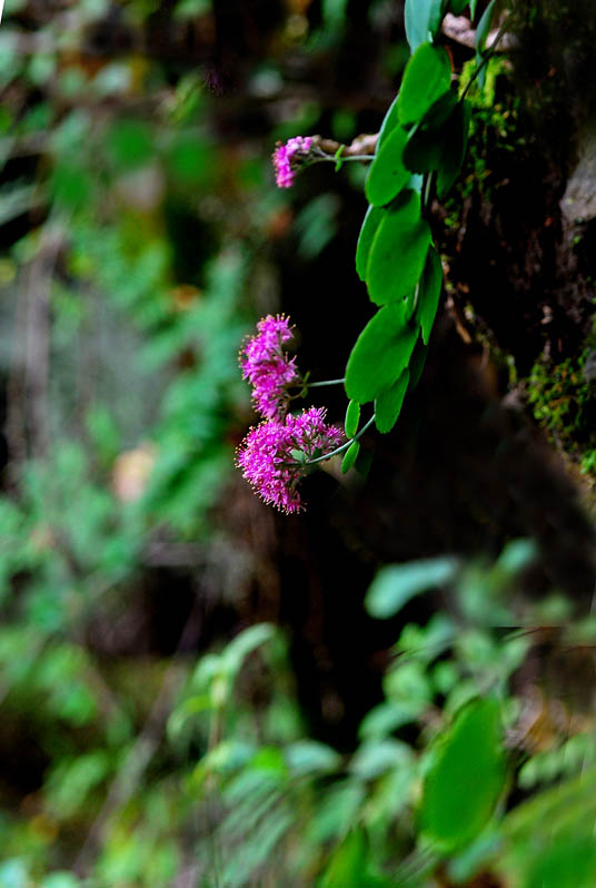 DSC_0269-1.jpg