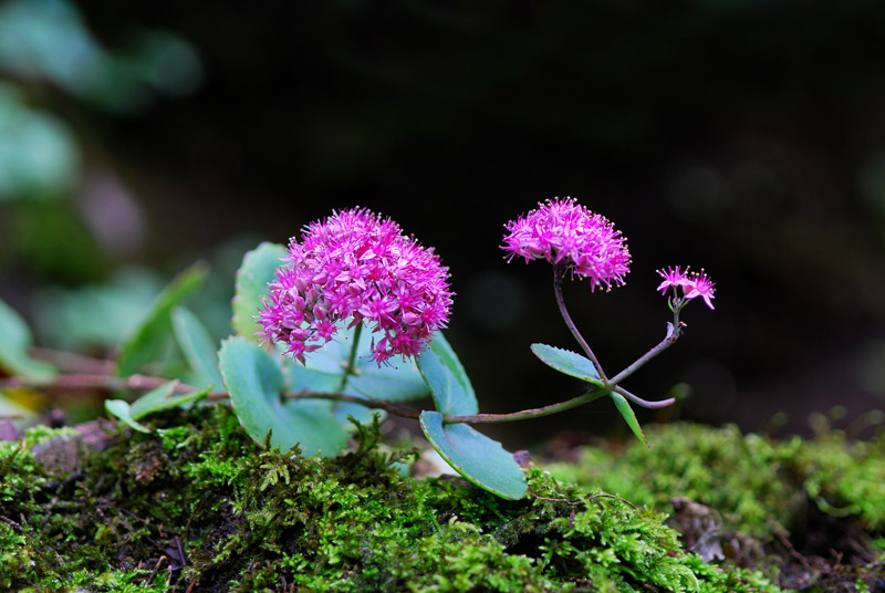 DSC_0049-1.jpg