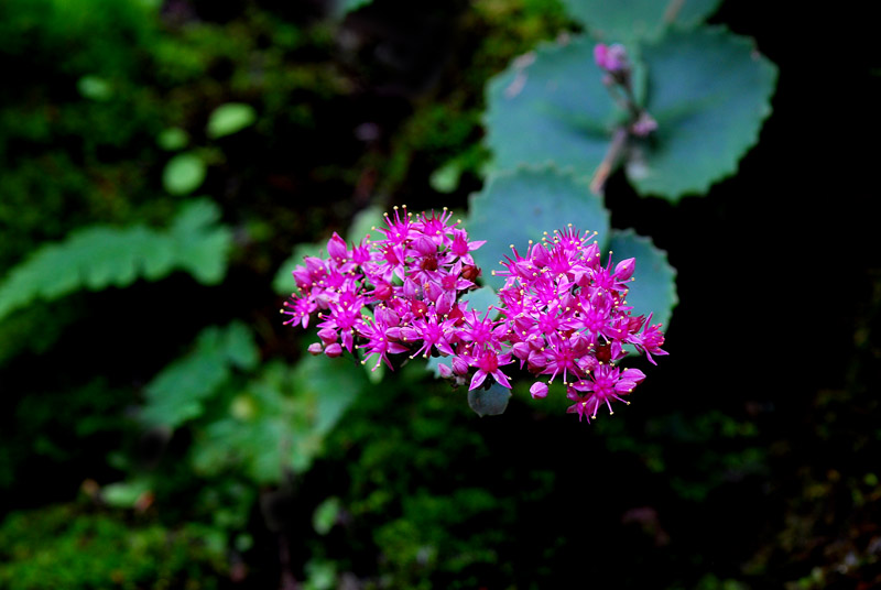 DSC_0111-1.jpg