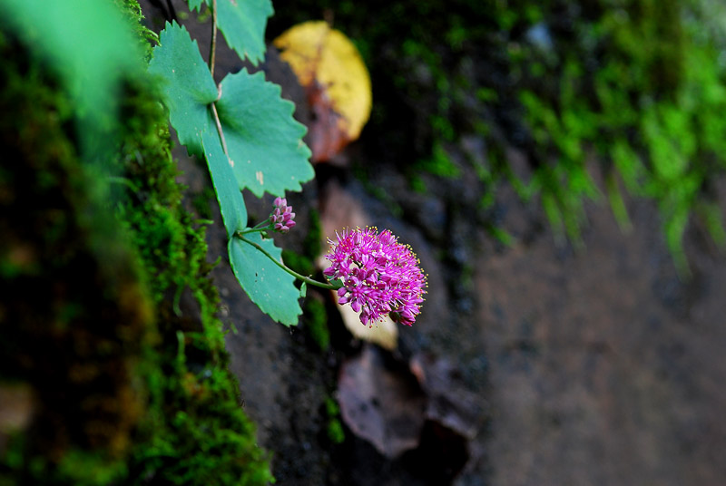 DSC_0022-1.jpg