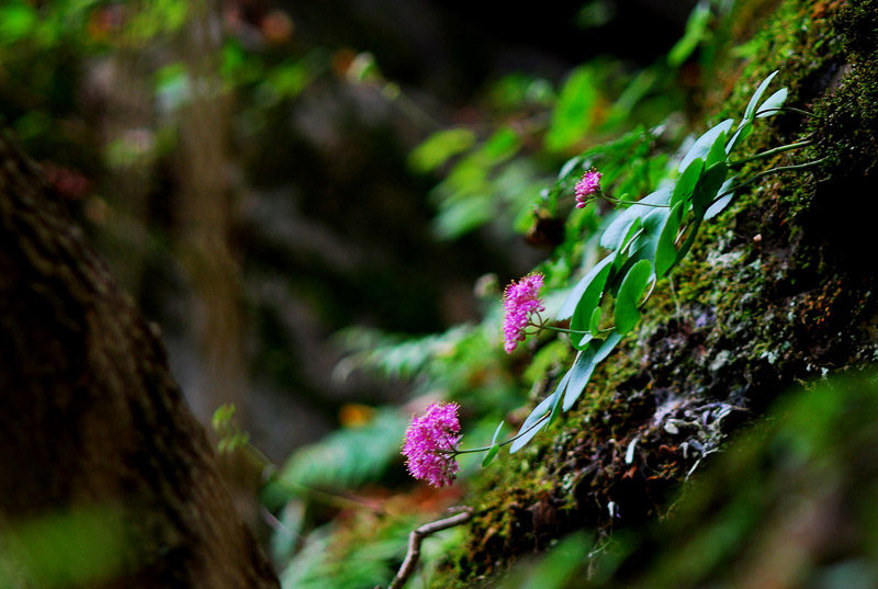 DSC_0260-1.jpg