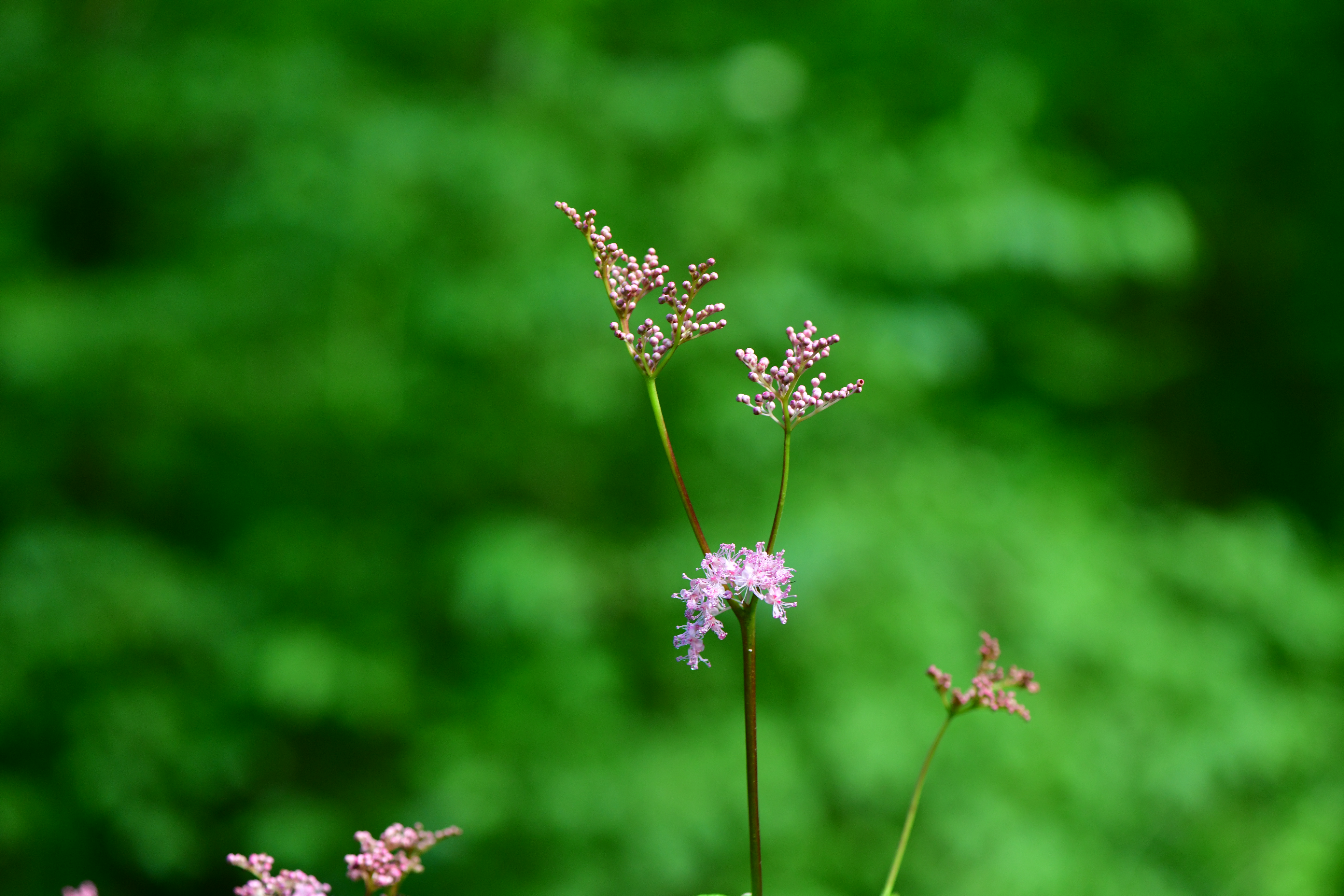 DSC_0901.JPG