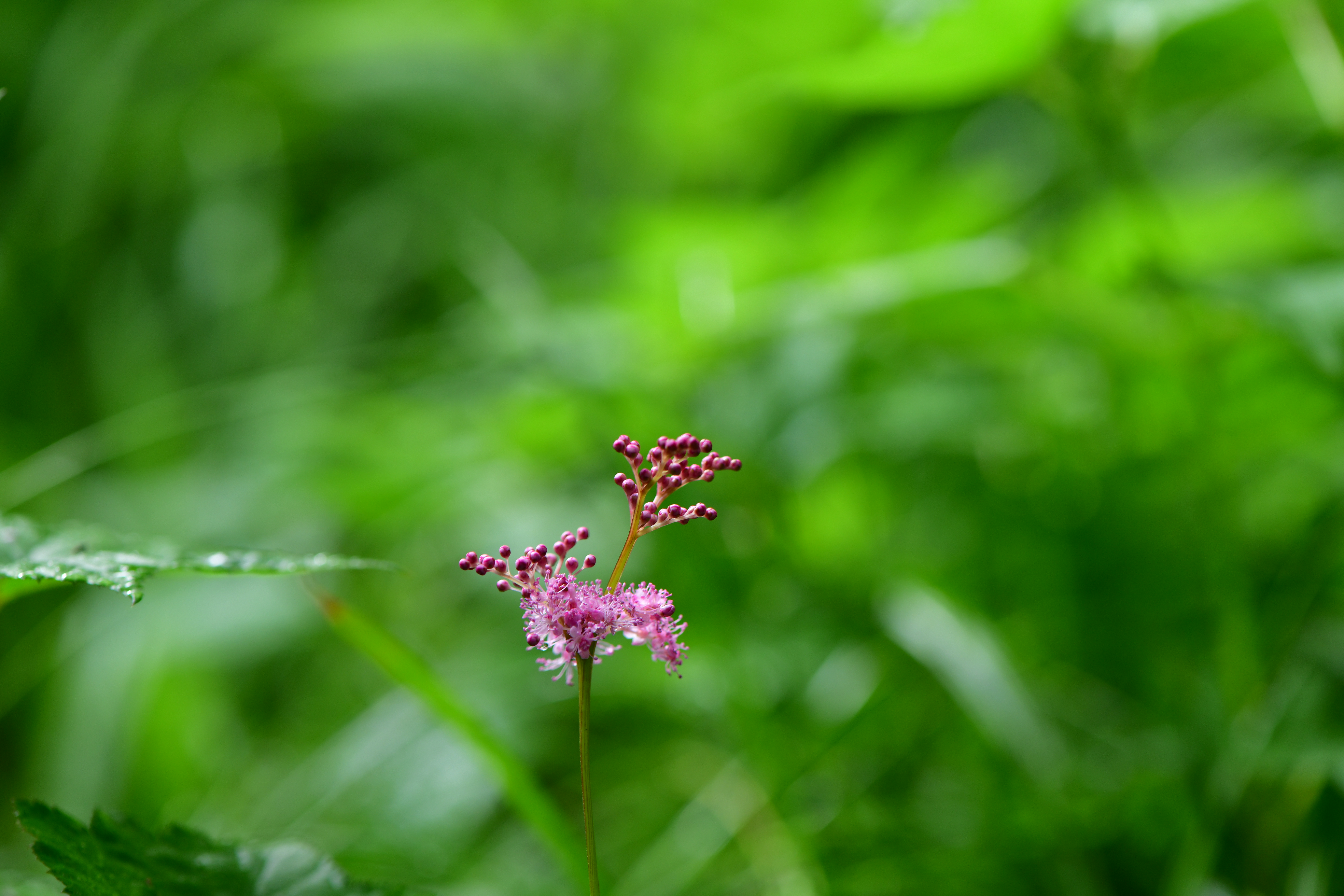 DSC_0881.JPG