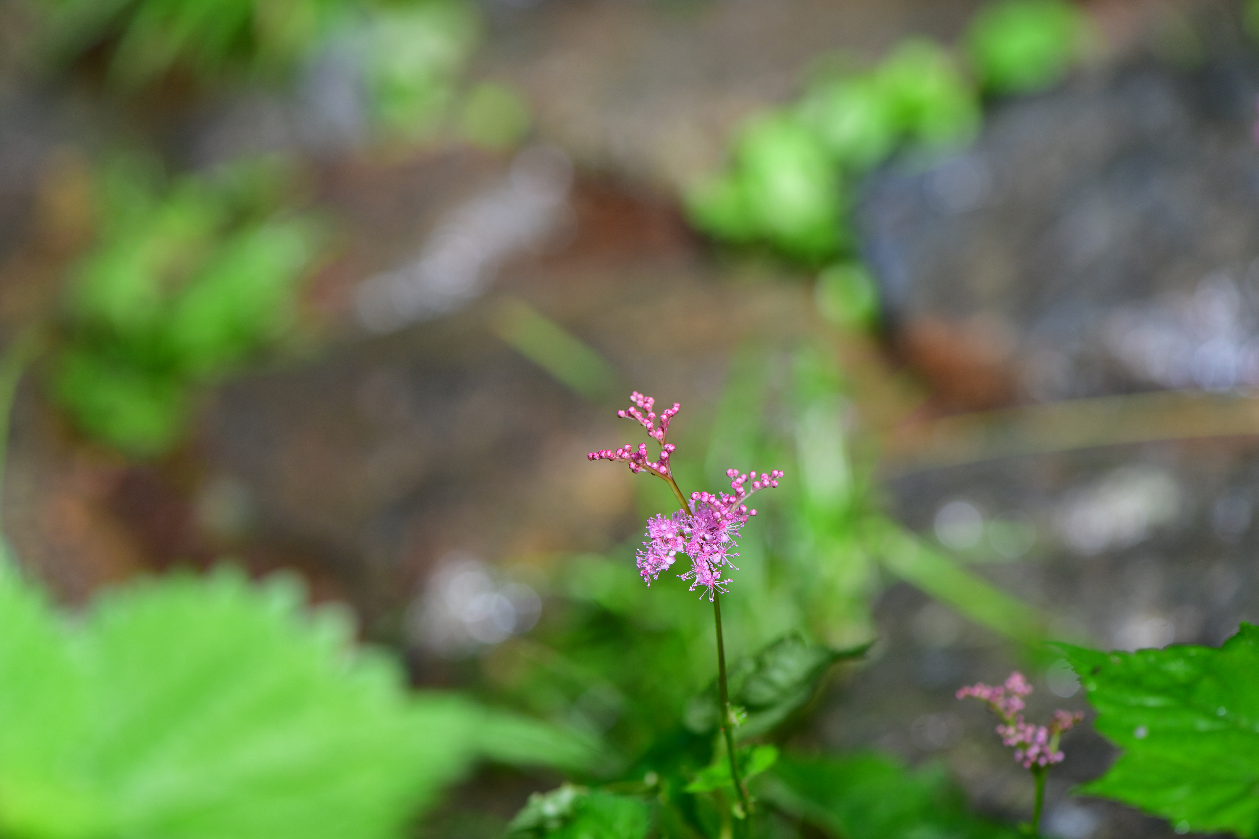 DSC_0907.JPG