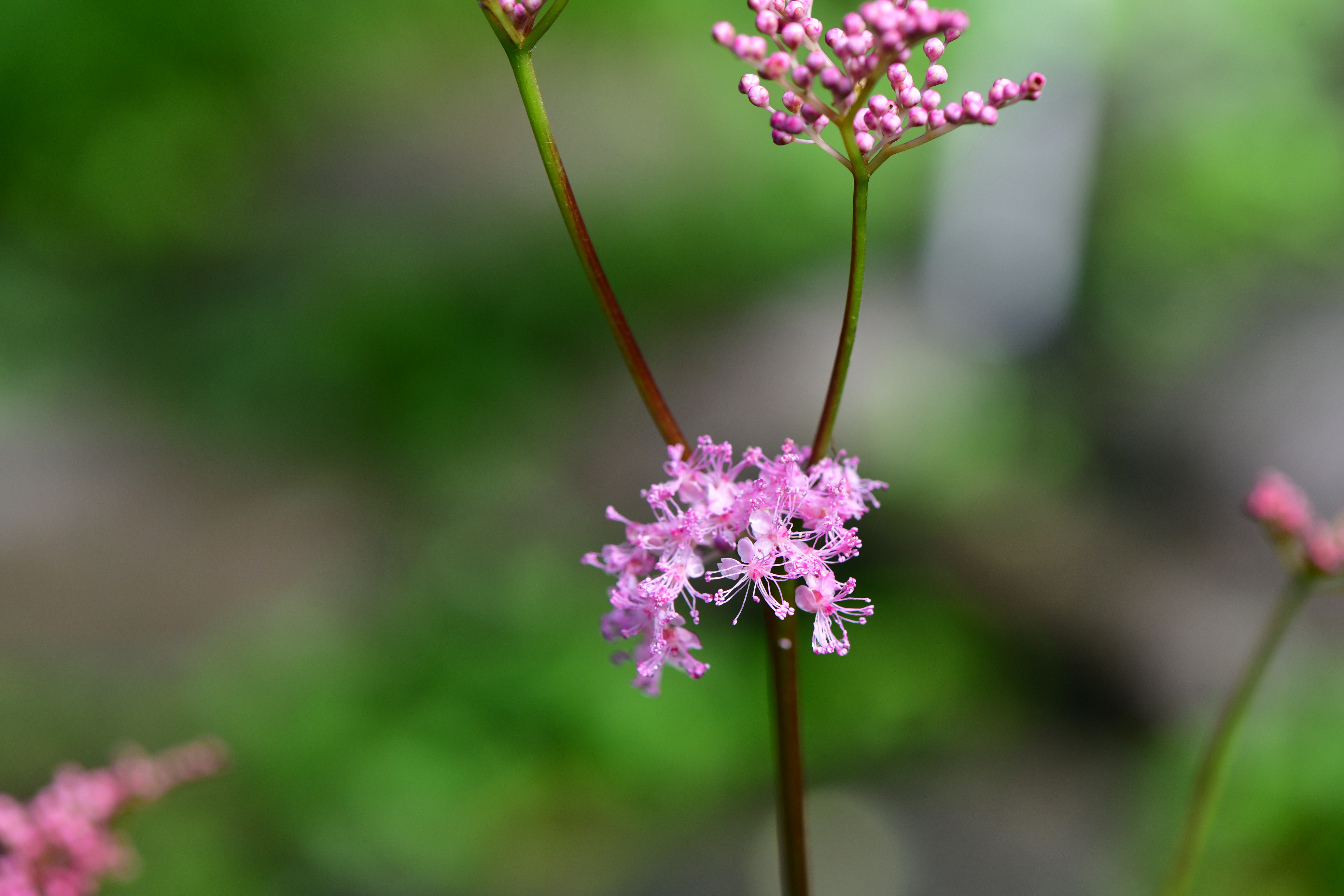 DSC_0908.JPG