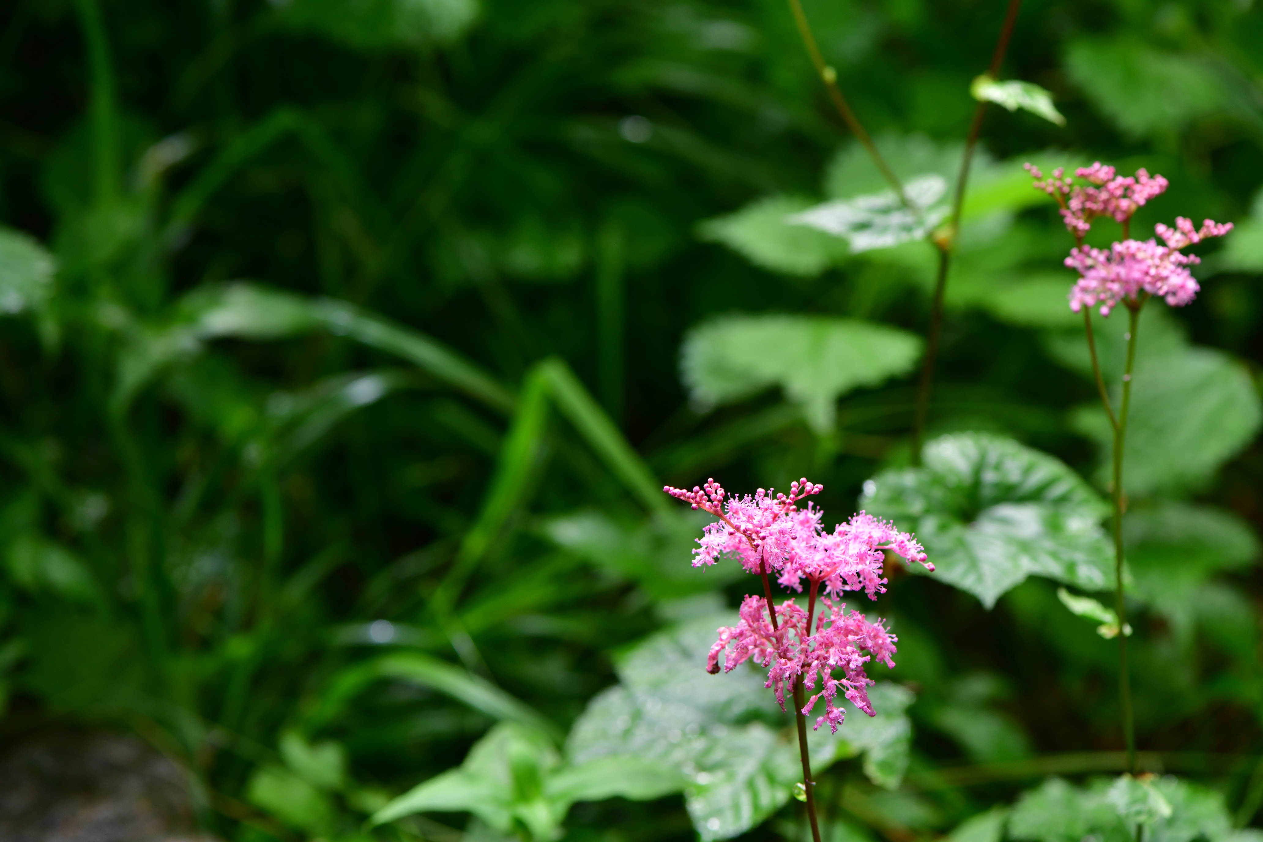 DSC_0880.JPG