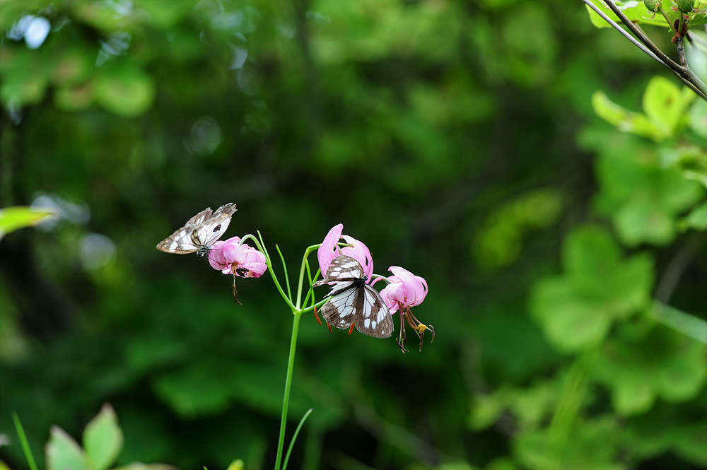 DSC_0999.jpg