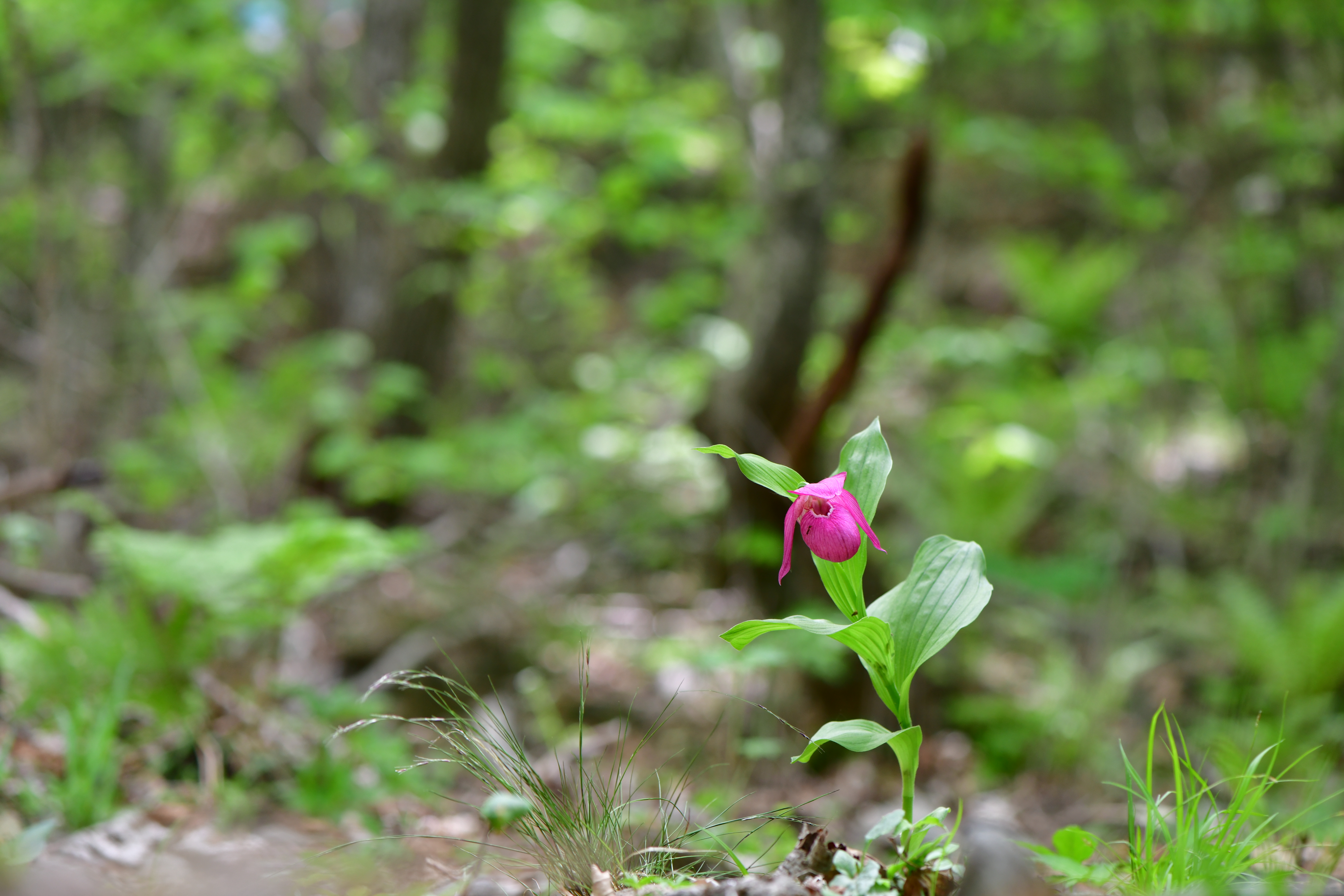 DSC_7006.JPG