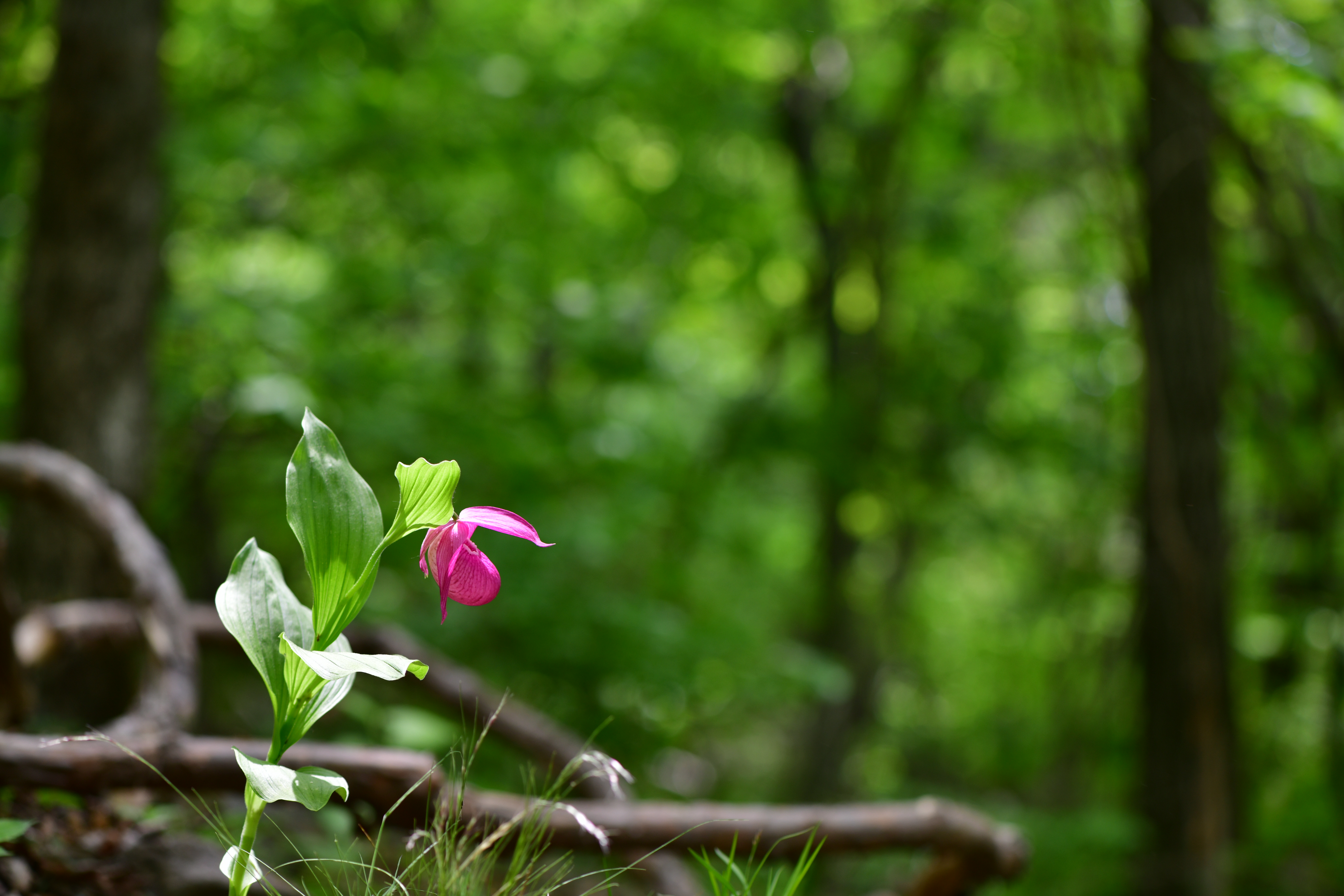 DSC_6976.JPG