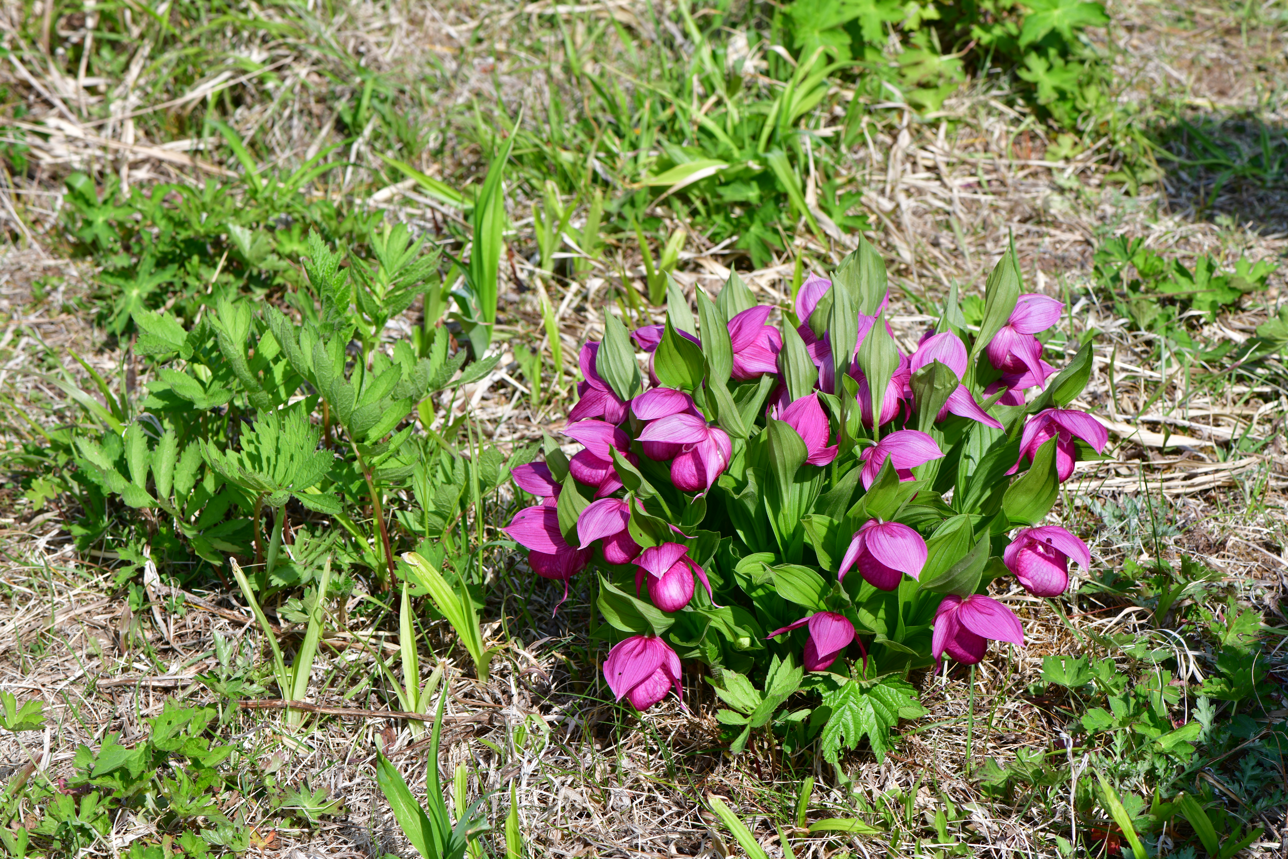 DSC_6499.JPG
