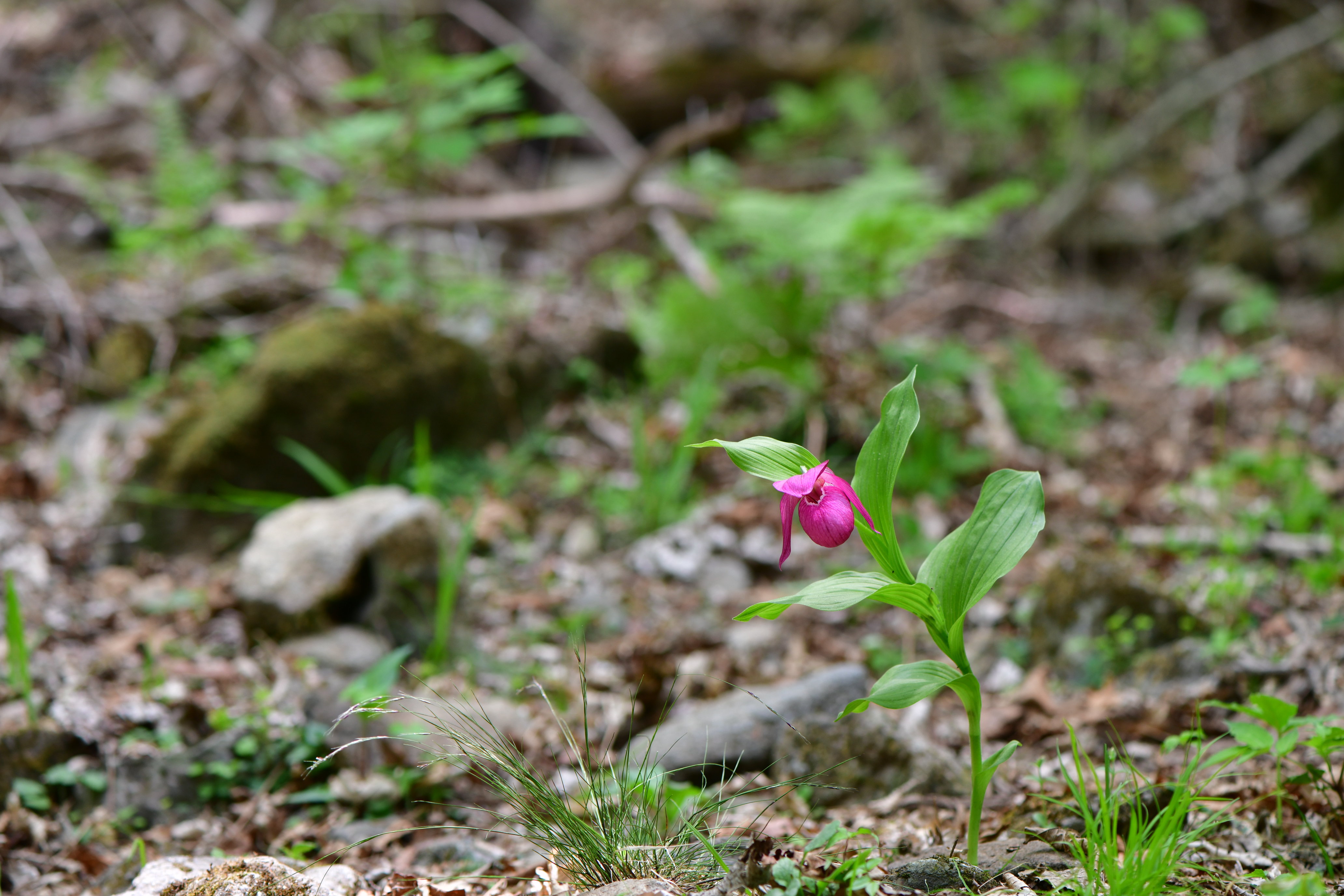 DSC_6992.JPG