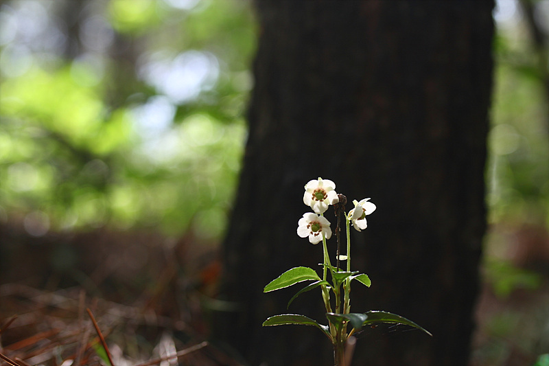 20090621안면도 593.jpg
