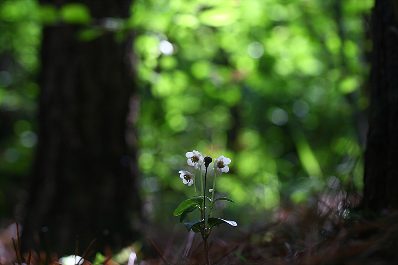 20090621안면도 603.jpg