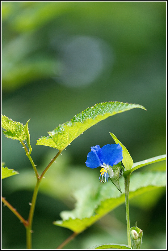 C_4-닭의장풀0752.jpg