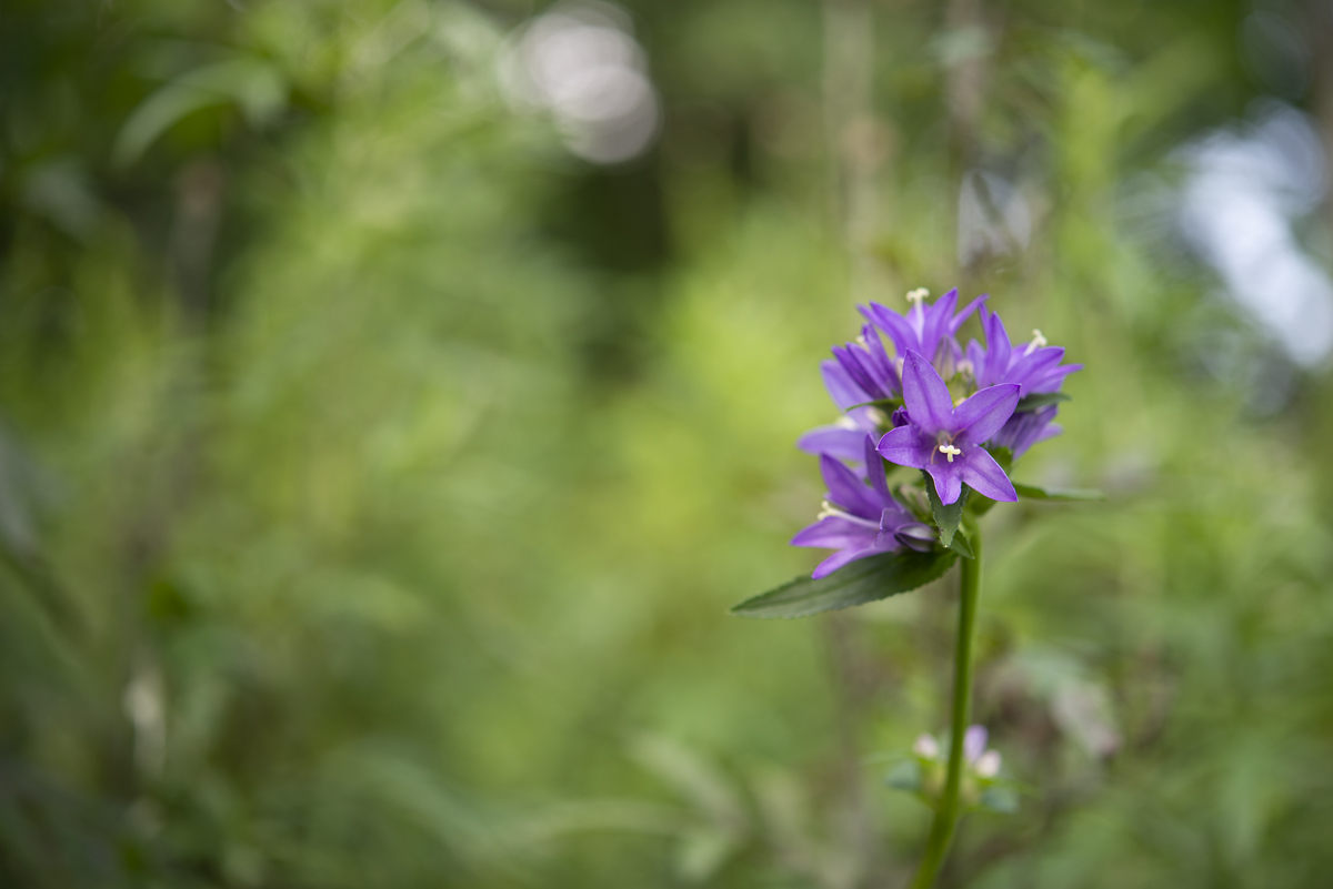 DSC_2314.jpg