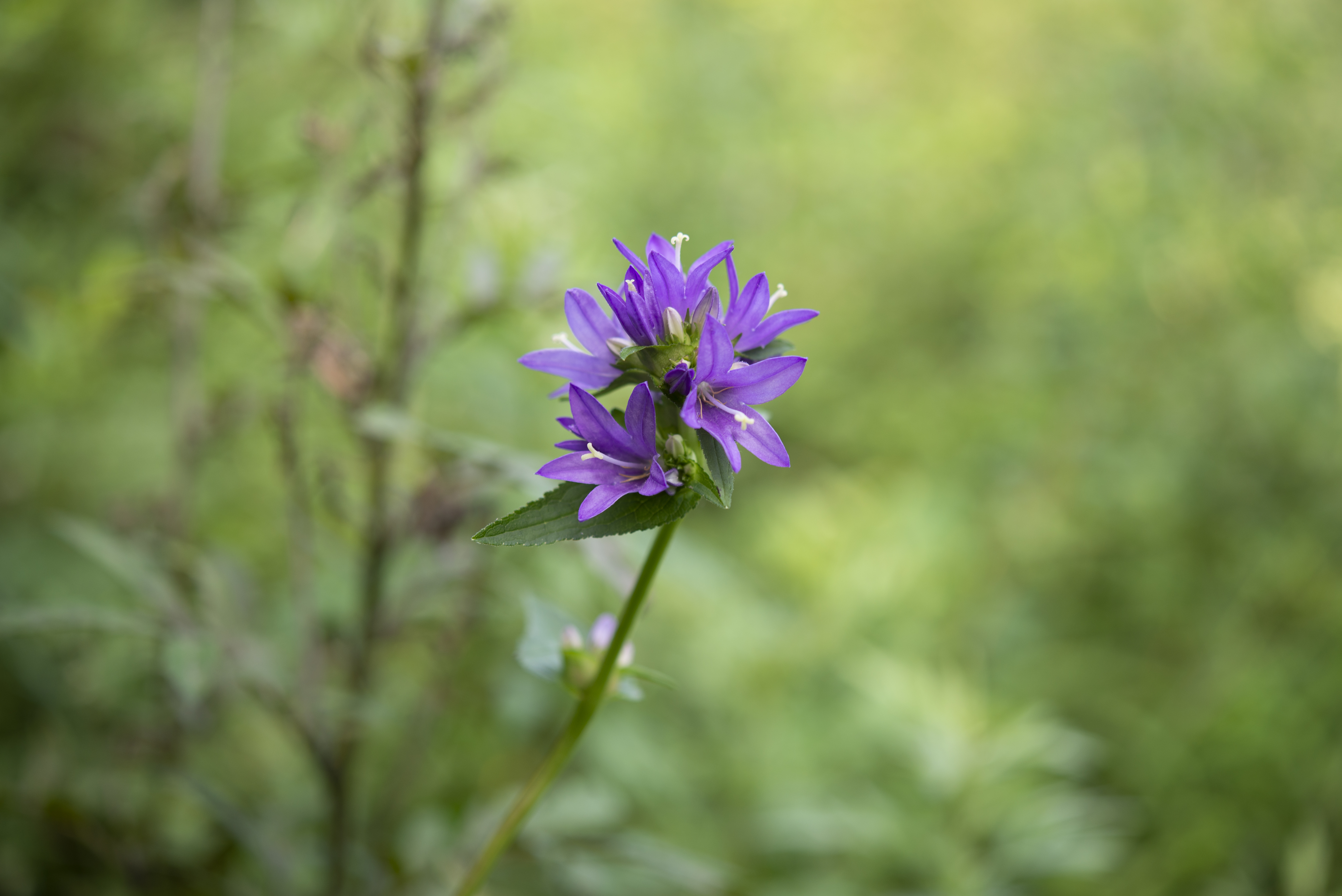 DSC_2310.jpg