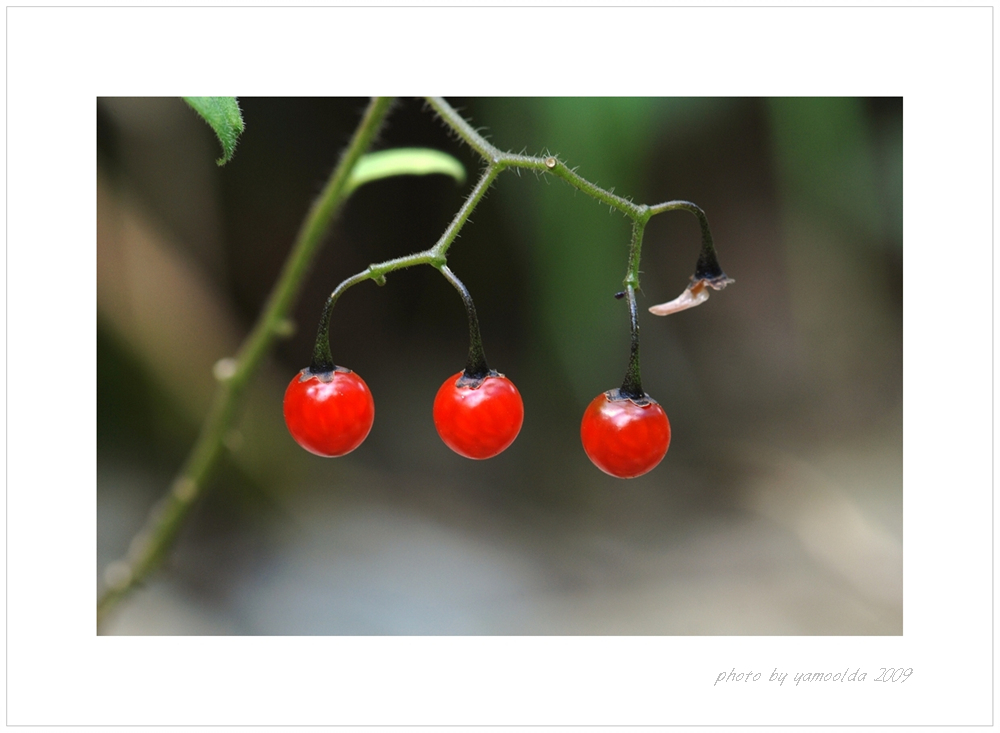 DSC_7342 배풍등.jpg