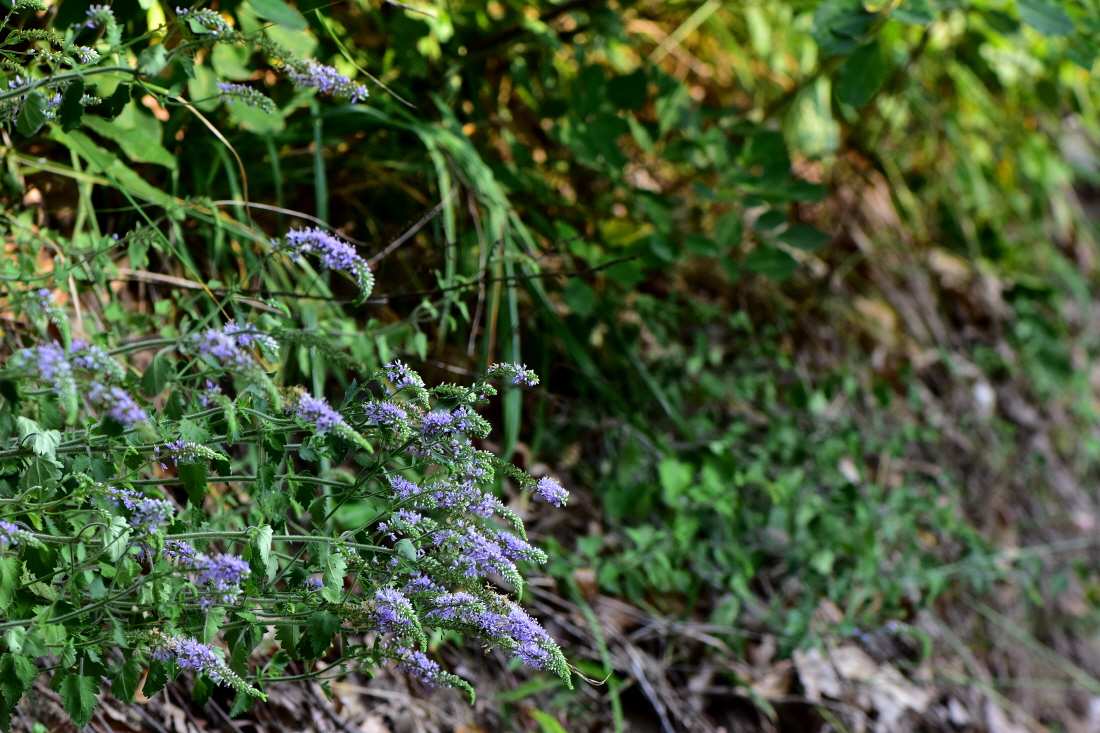 DSC_6999.JPG