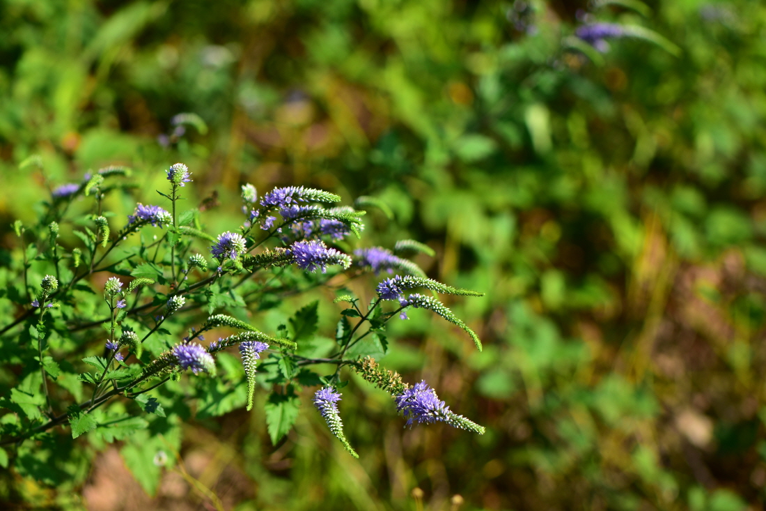 DSC_6991.JPG
