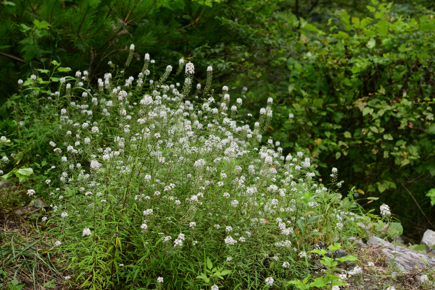 크기변환_DSC_6086.JPG