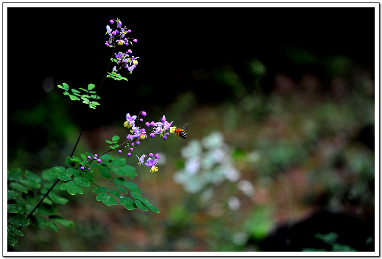 1-DSC_0086.jpg