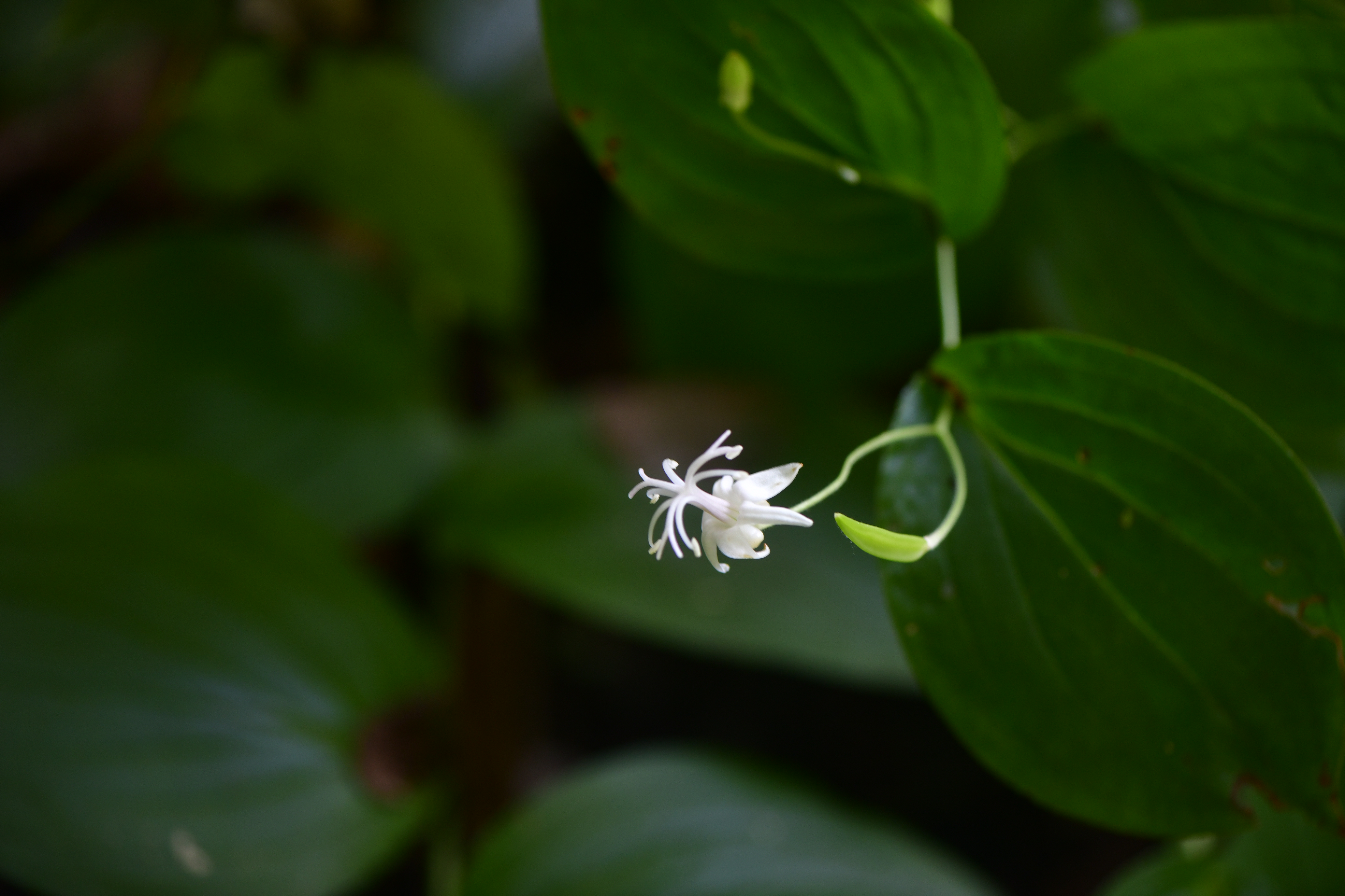 _DSC8382.JPG
