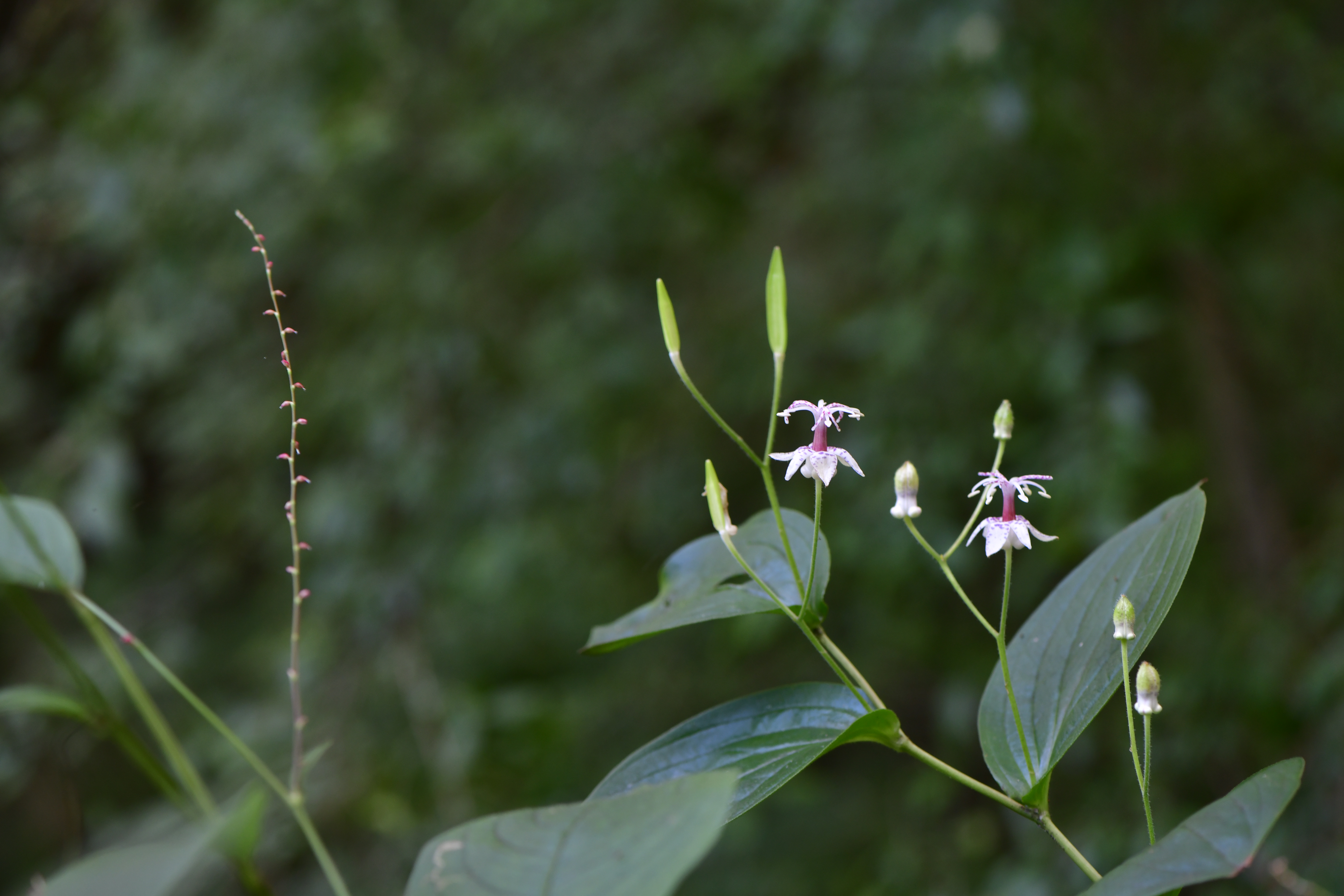 _DSC8350.JPG