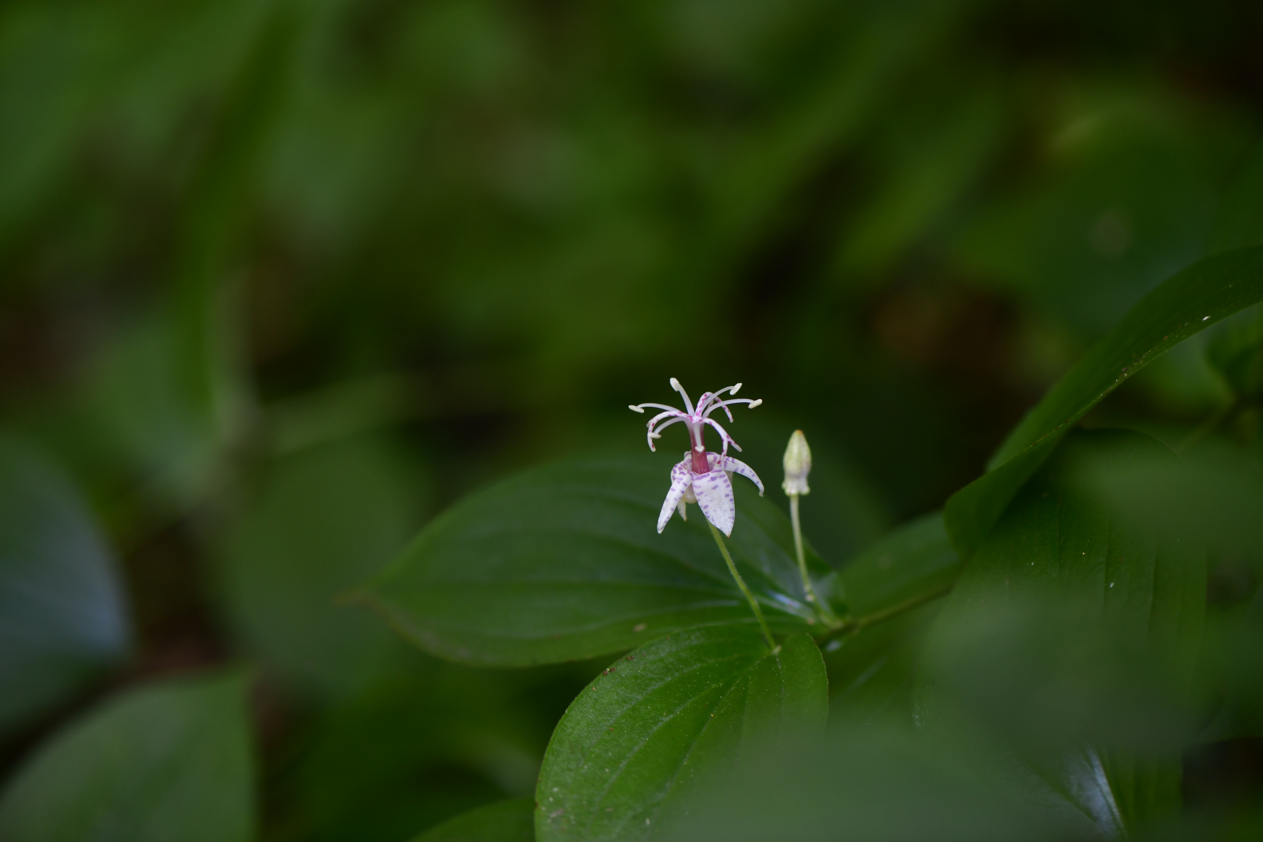 _DSC8385.JPG