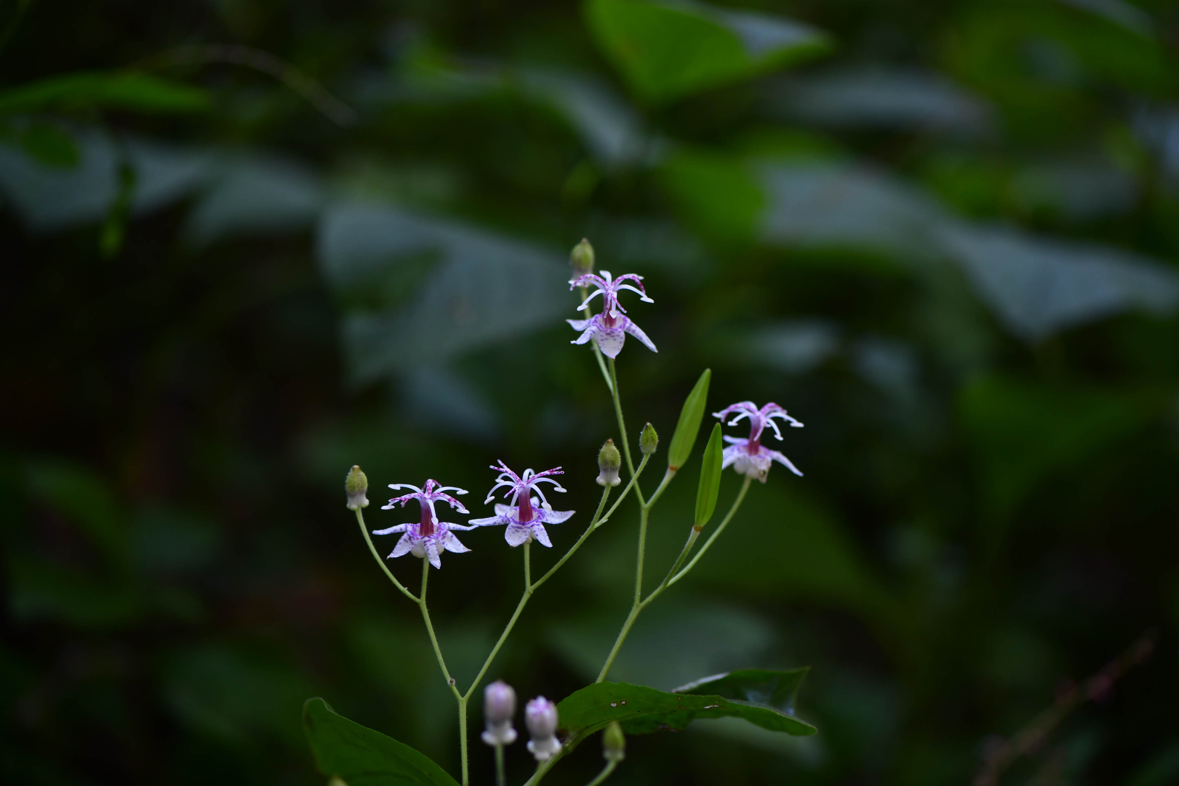 _DSC8361.JPG