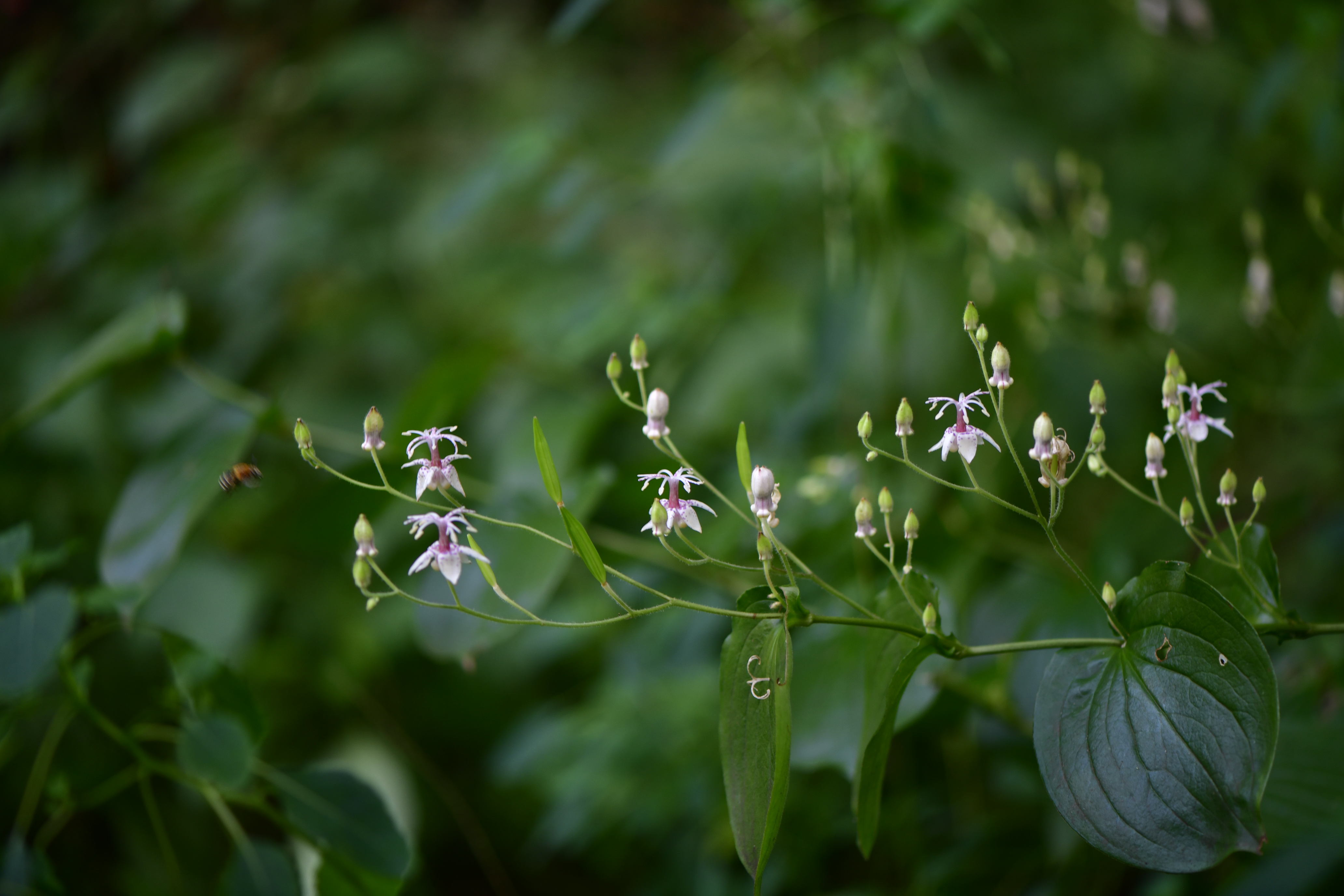 _DSC8398.JPG