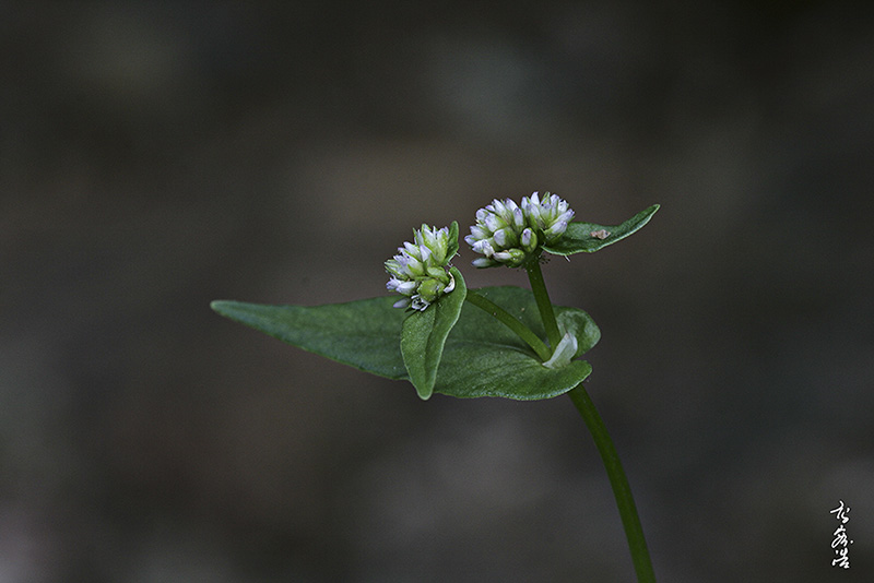 산여뀌9391.jpg