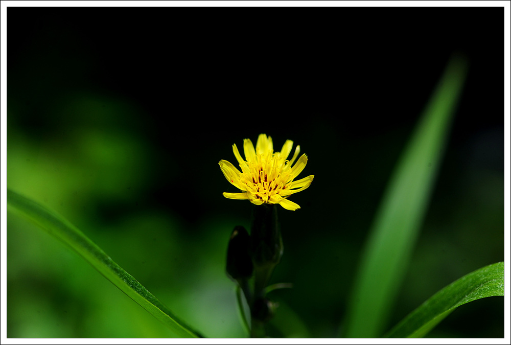DSC_2394.jpg